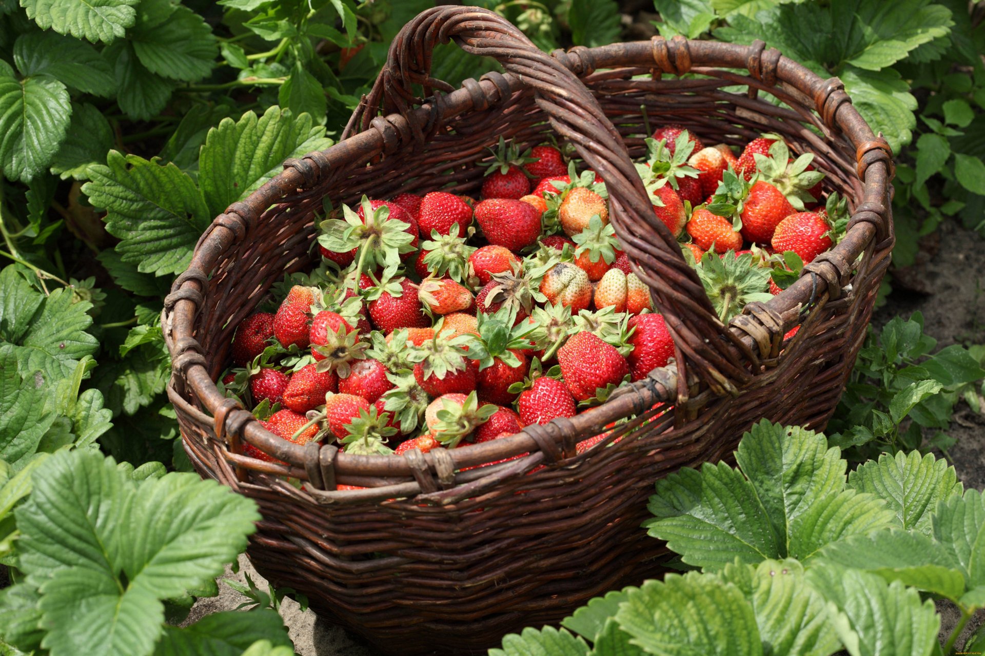 A rustic wicker basket overflowing with freshly picked strawberries resting among green leaves, captured in vibrant 4K Ultra HD detail as a PC desktop wallpaper.