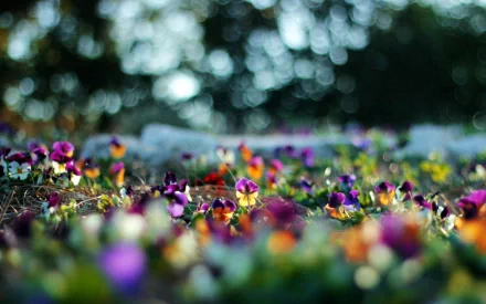Vibrant pansy flowers with colorful bokeh lights create a serene nature scene, captured in high-definition for a striking PC desktop wallpaper and background.