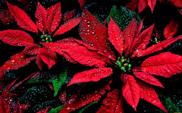 Close-up of vibrant red poinsettia flowers adorned with water drops, set against a dark background, creating a striking HD nature-themed desktop wallpaper.