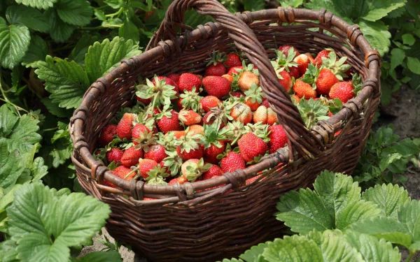 A rustic wicker basket overflowing with freshly picked strawberries resting among green leaves, captured in vibrant 4K Ultra HD detail as a PC desktop wallpaper.