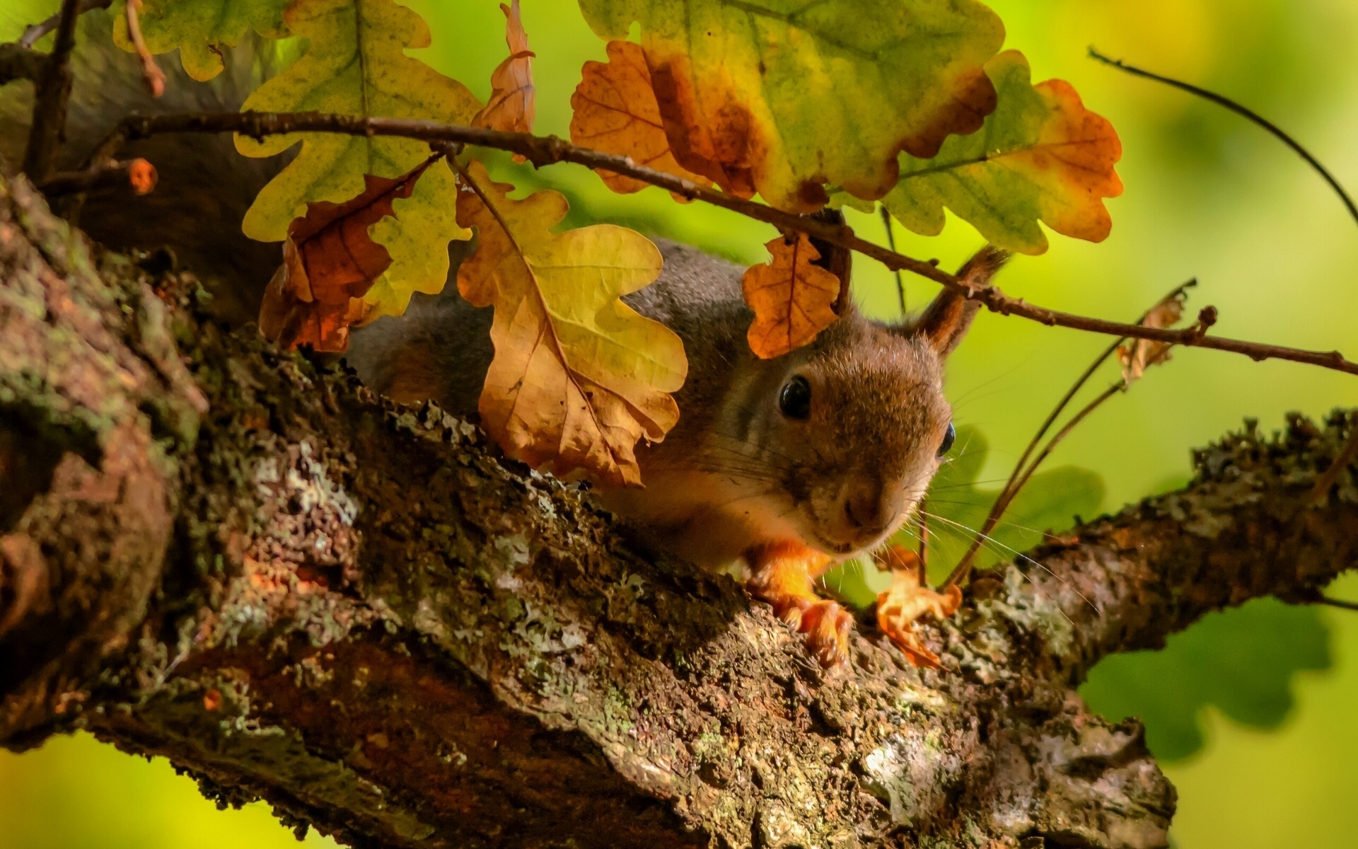 Squirrel HD Wallpaper | Background Image | 1920x1200