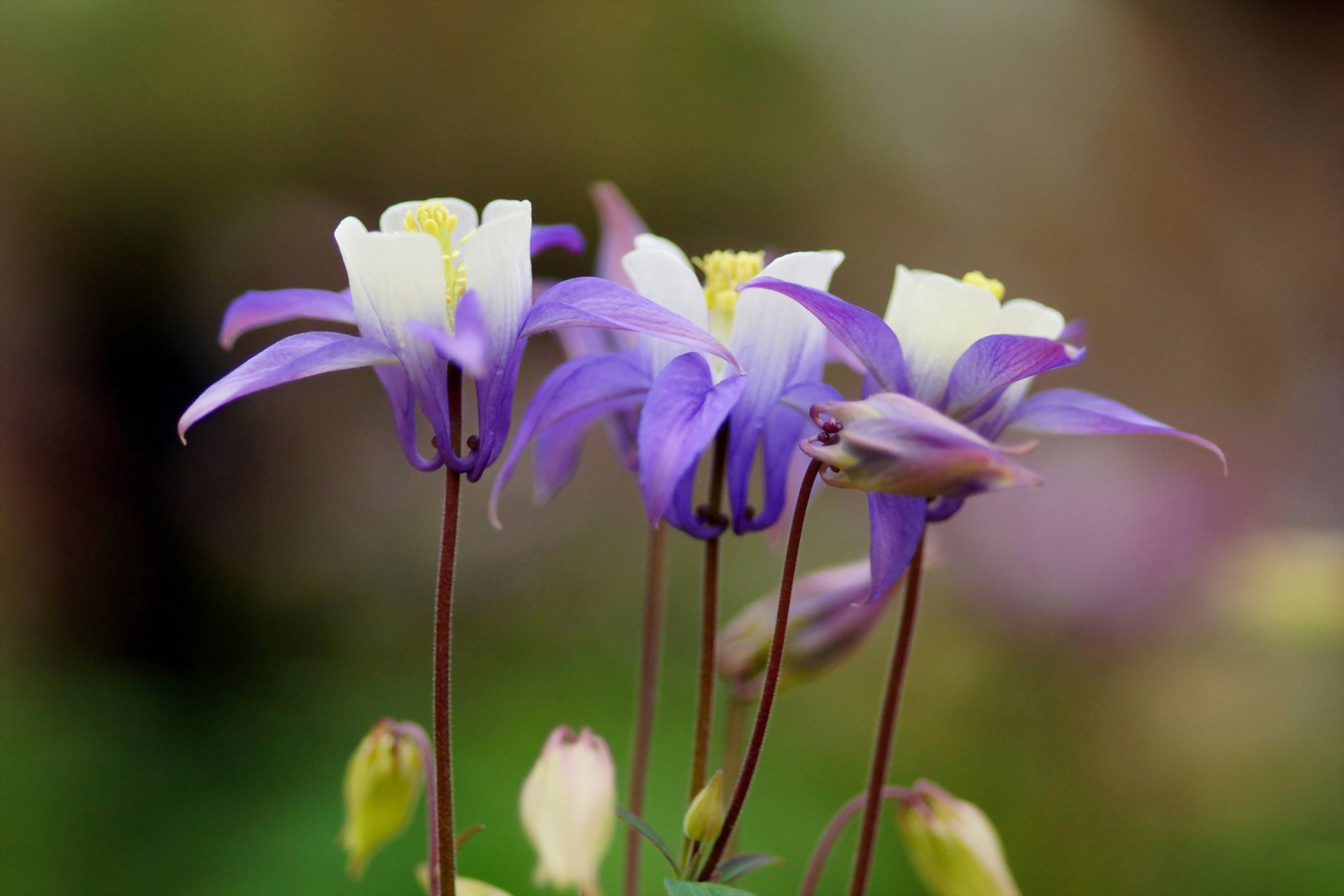 Macro close-up of delicate purple and white wildflowers against a soft green bokeh, 2K Quad HD PC desktop wallpaper — nature, flower.