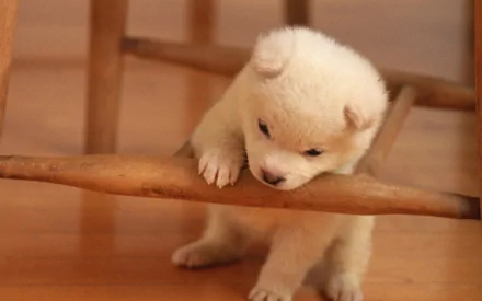 Animal puppy HD Desktop Wallpaper | Background Image
