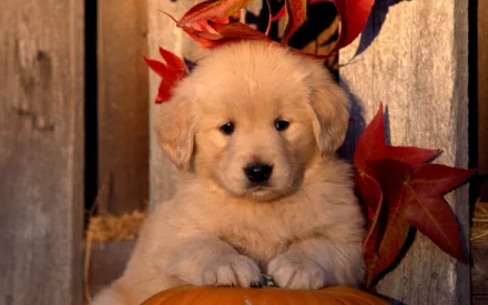 Animal golden retriever HD Desktop Wallpaper | Background Image