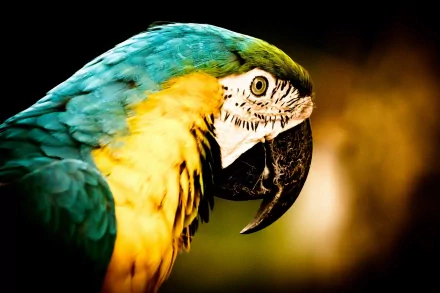 Animal Blue-and-yellow Macaw HD Desktop Wallpaper | Background Image