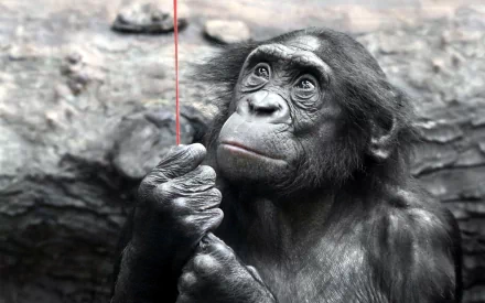 Close-up HD image of a bonobo monkey holding a red string, set against a blurred natural background, featured as a PC desktop wallpaper and background.
