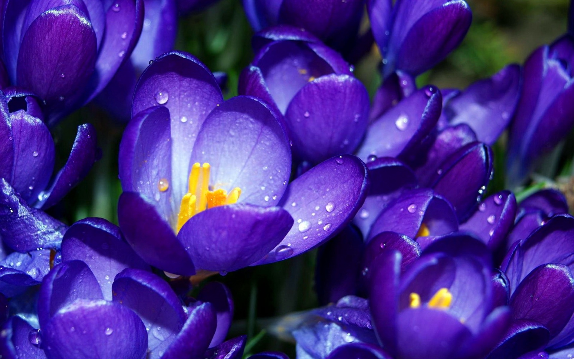Download Purple Flower Flower Nature Crocus HD Wallpaper