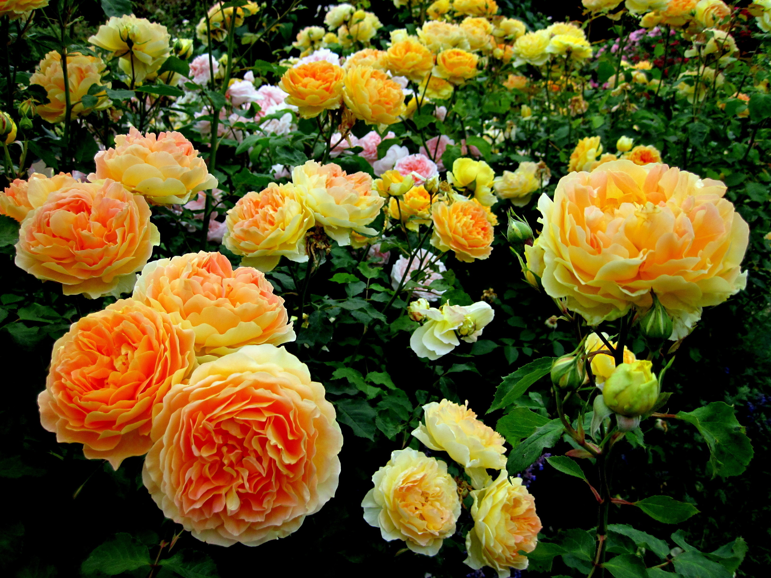 Earth Rose Bush HD Wallpaper | Background Image