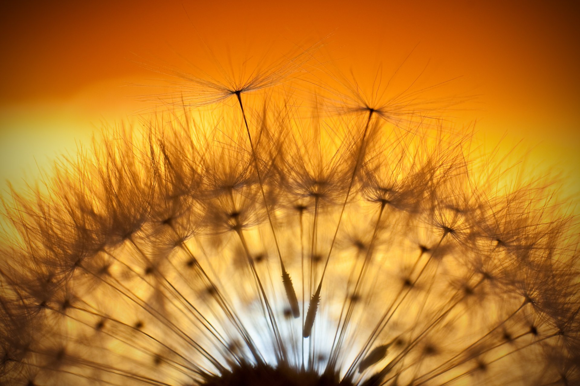 Macro close-up of a dandelion seed head glowing in warm golden light — 4K Ultra HD PC desktop wallpaper background celebrating nature.
