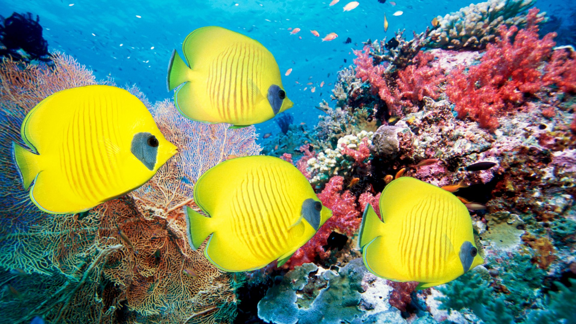 Vibrant yellow butterflyfish swim over colorful coral reefs in this 4K Ultra HD underwater scene, showcasing detailed marine life and aquatic beauty.