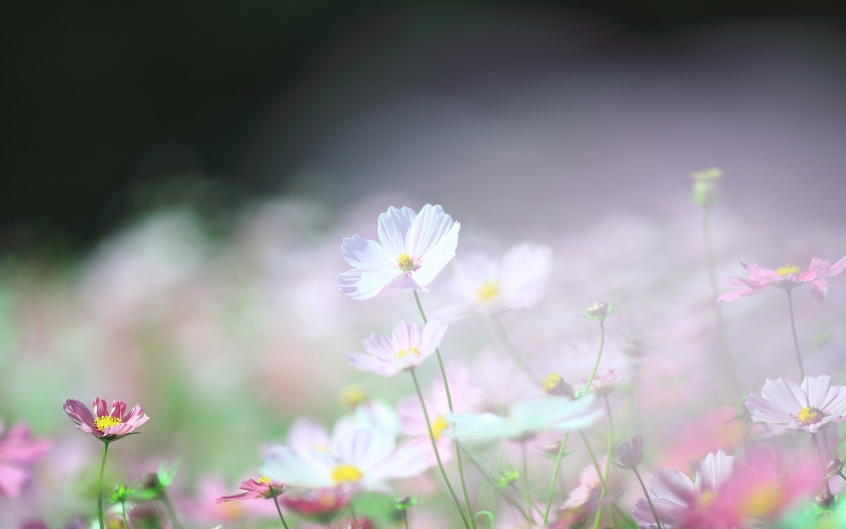 HD PC desktop wallpaper featuring a soft-focus image of delicate white and pink flowers in a natural setting.