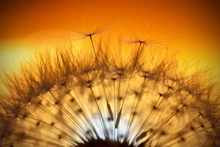 Macro close-up of a dandelion seed head glowing in warm golden light — 4K Ultra HD PC desktop wallpaper background celebrating nature.