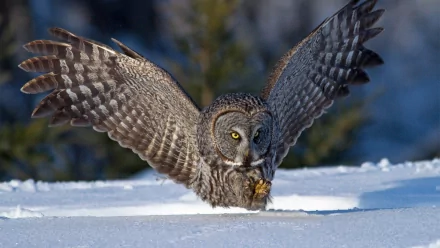 Animal Great grey owl HD Desktop Wallpaper | Background Image