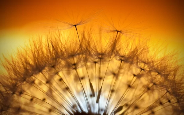 Macro close-up of a dandelion seed head glowing in warm golden light — 4K Ultra HD PC desktop wallpaper background celebrating nature.