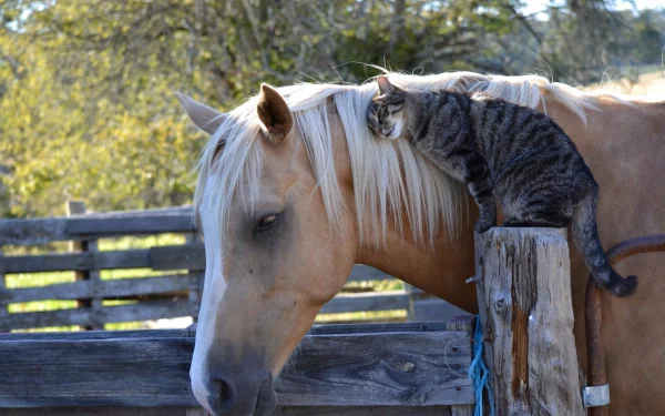 A high-definition wallpaper featuring a horse with a blonde mane standing next to a tabby cat perched on a wooden post. The animals are in a serene outdoor setting.