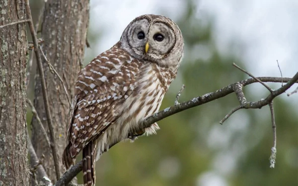 Animal barred owl HD Desktop Wallpaper | Background Image