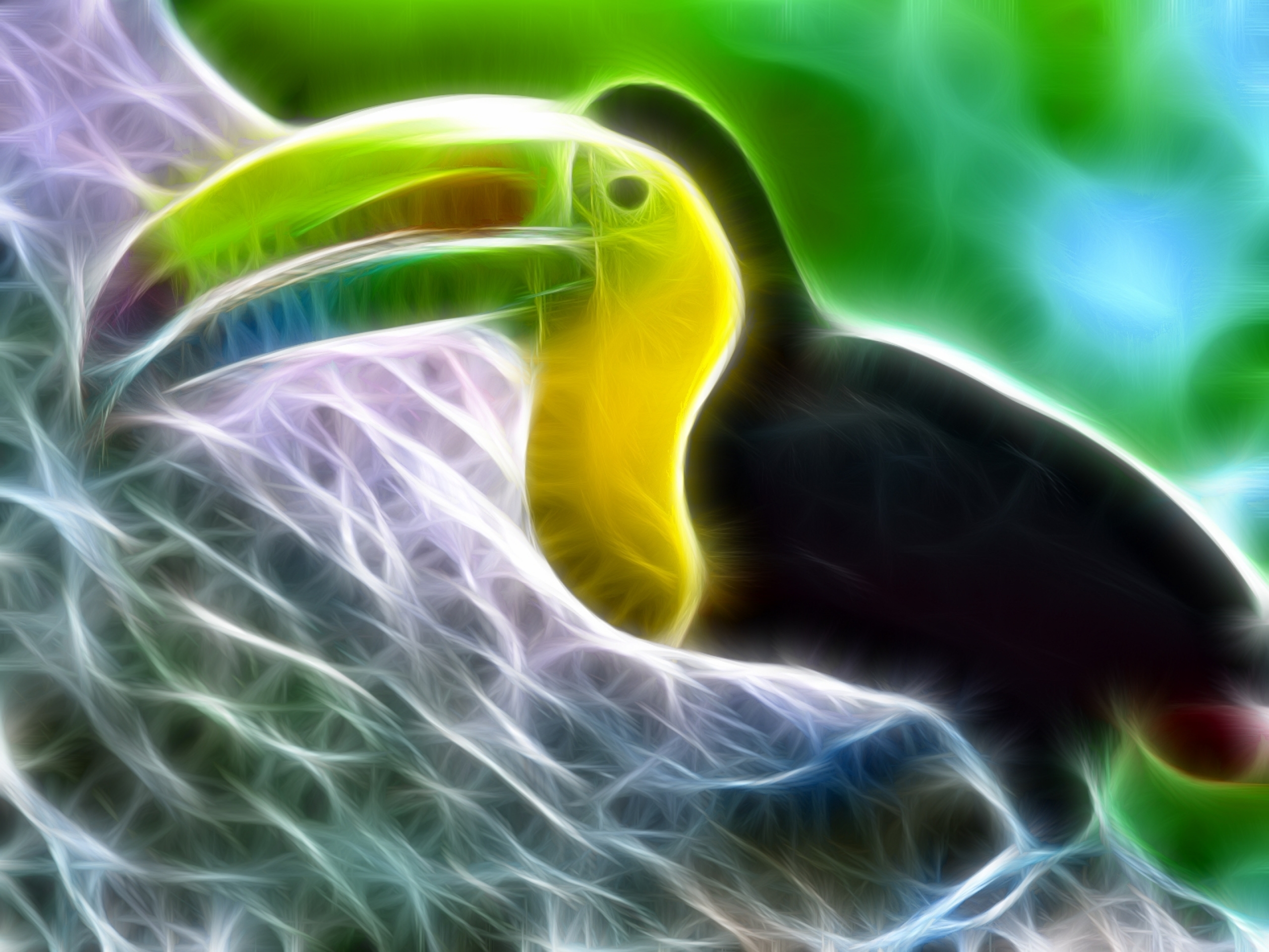 Animal Toucan HD Wallpaper | Background Image
