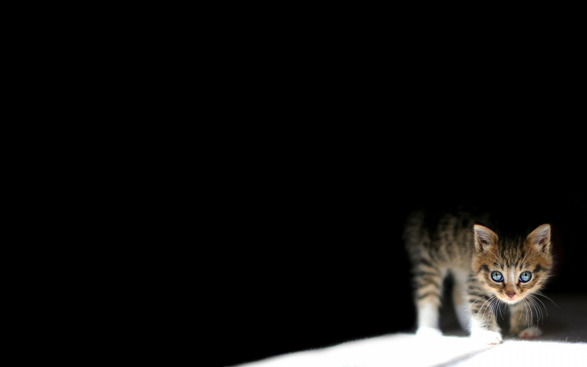 HD wallpaper featuring a baby kitten with bright blue eyes, standing on a white surface against a dark background.