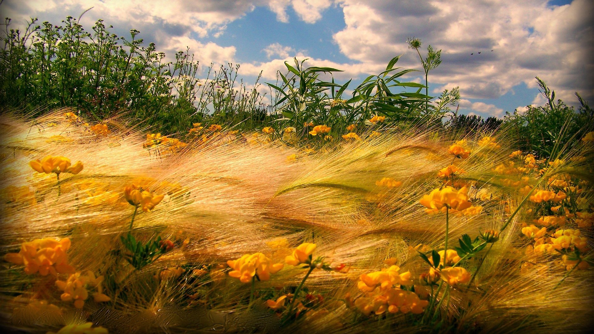 Nature Field Wallpaper