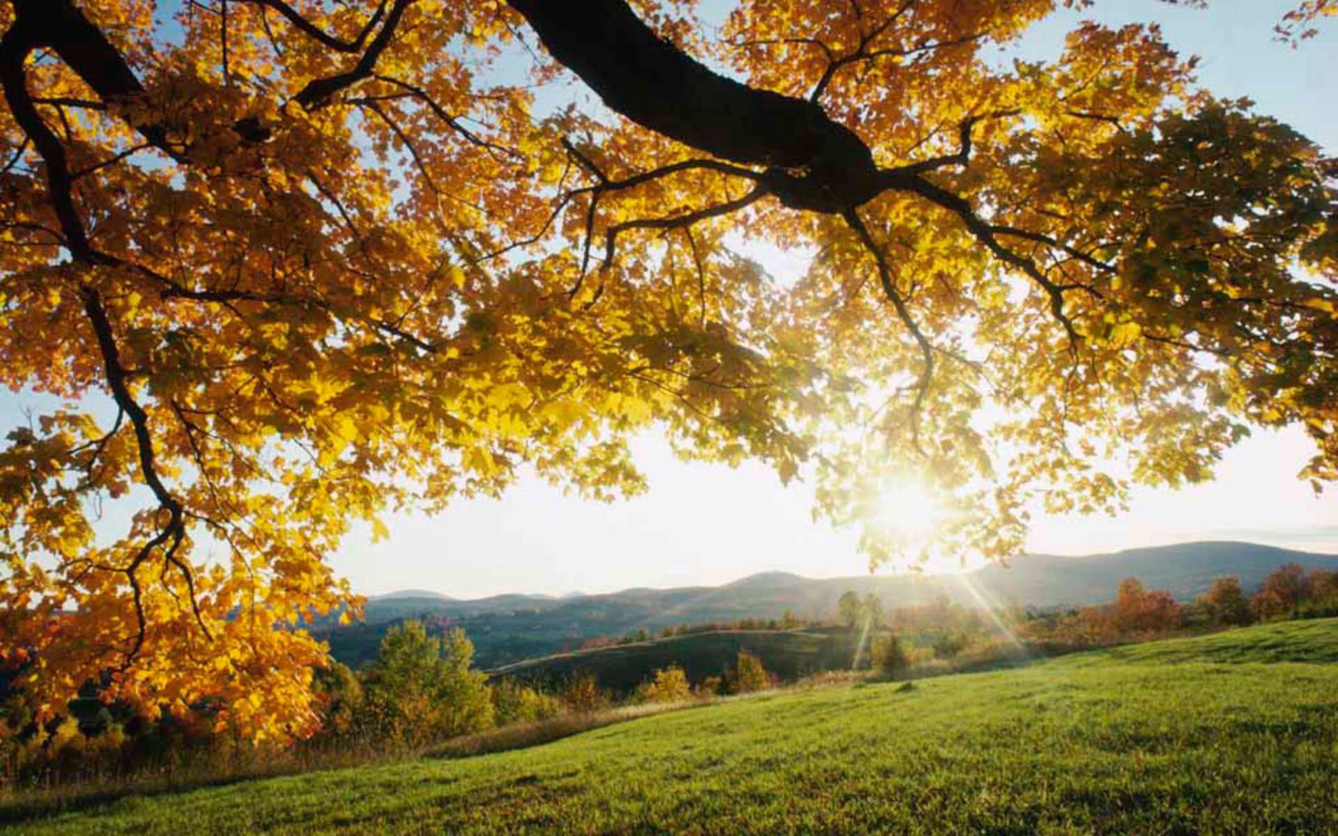HD nature desktop wallpaper showing a sunlit autumn scene with golden fall leaves on tree branches above a grassy field and distant hills.