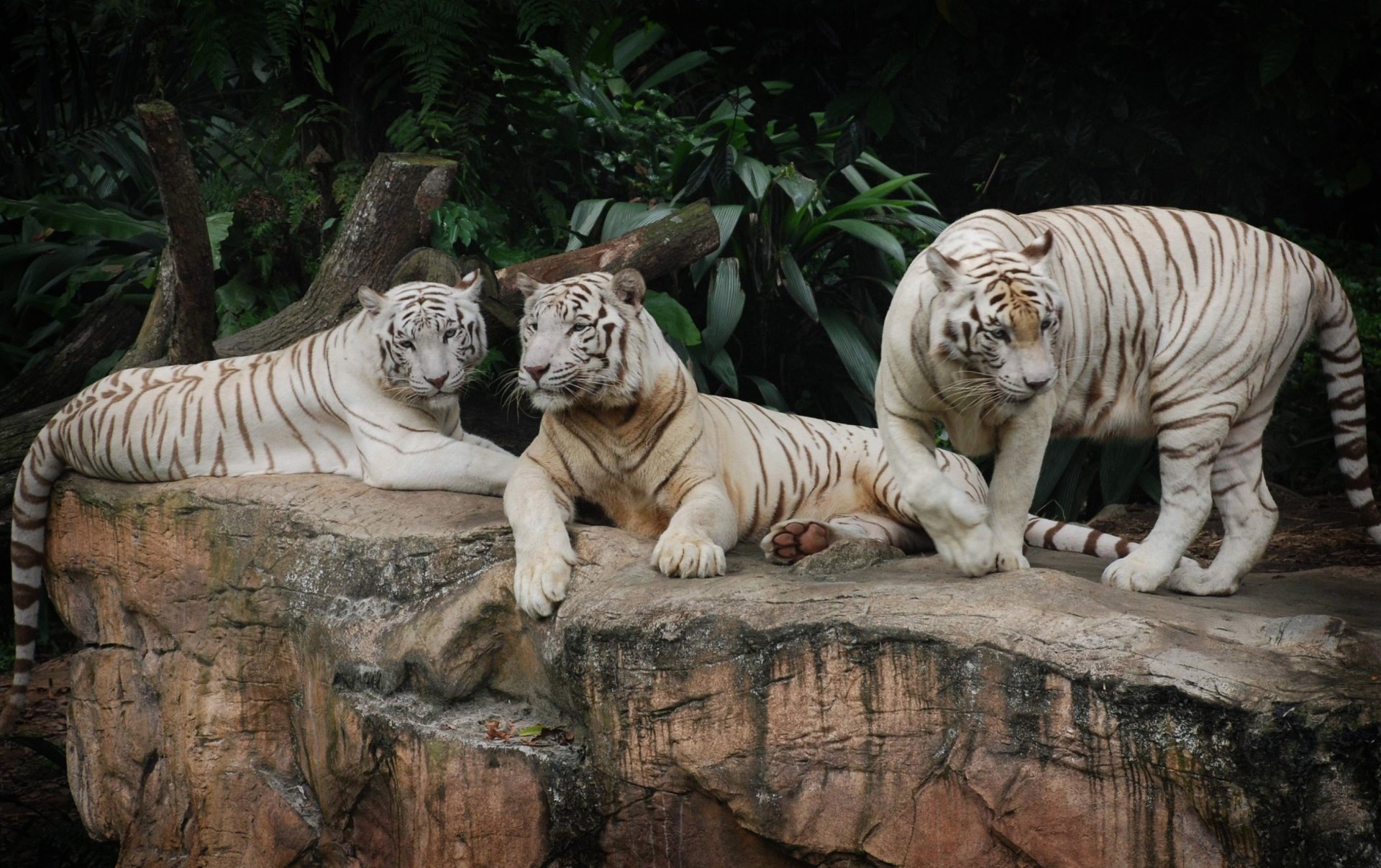 White Tiger HD Wallpaper Background Image 2800x1760 ID373576
