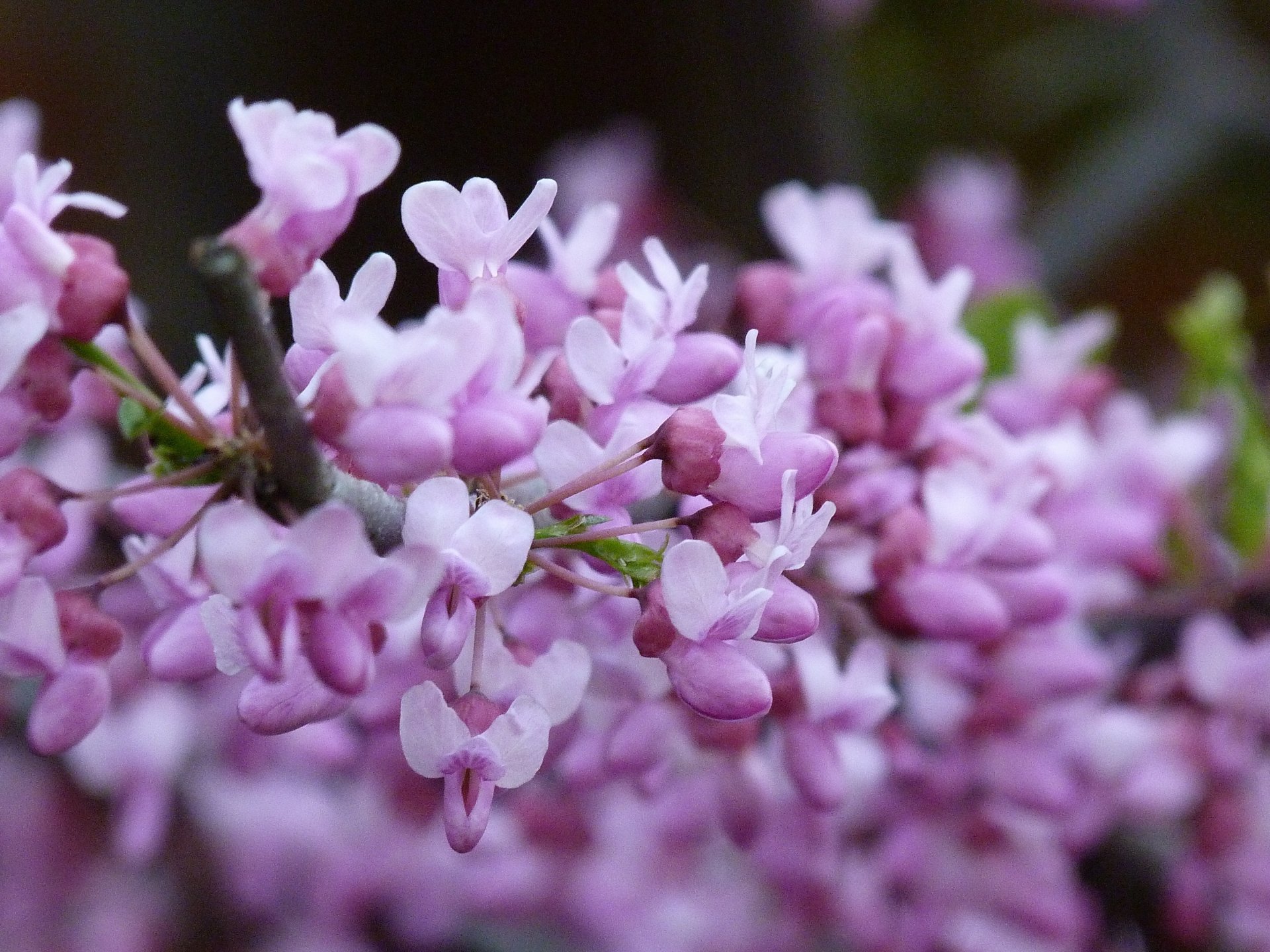 4K Ultra HD PC desktop wallpaper of pink blossoms clustered on a branch against a soft-focus nature background, emphasizing delicate petals and spring color.