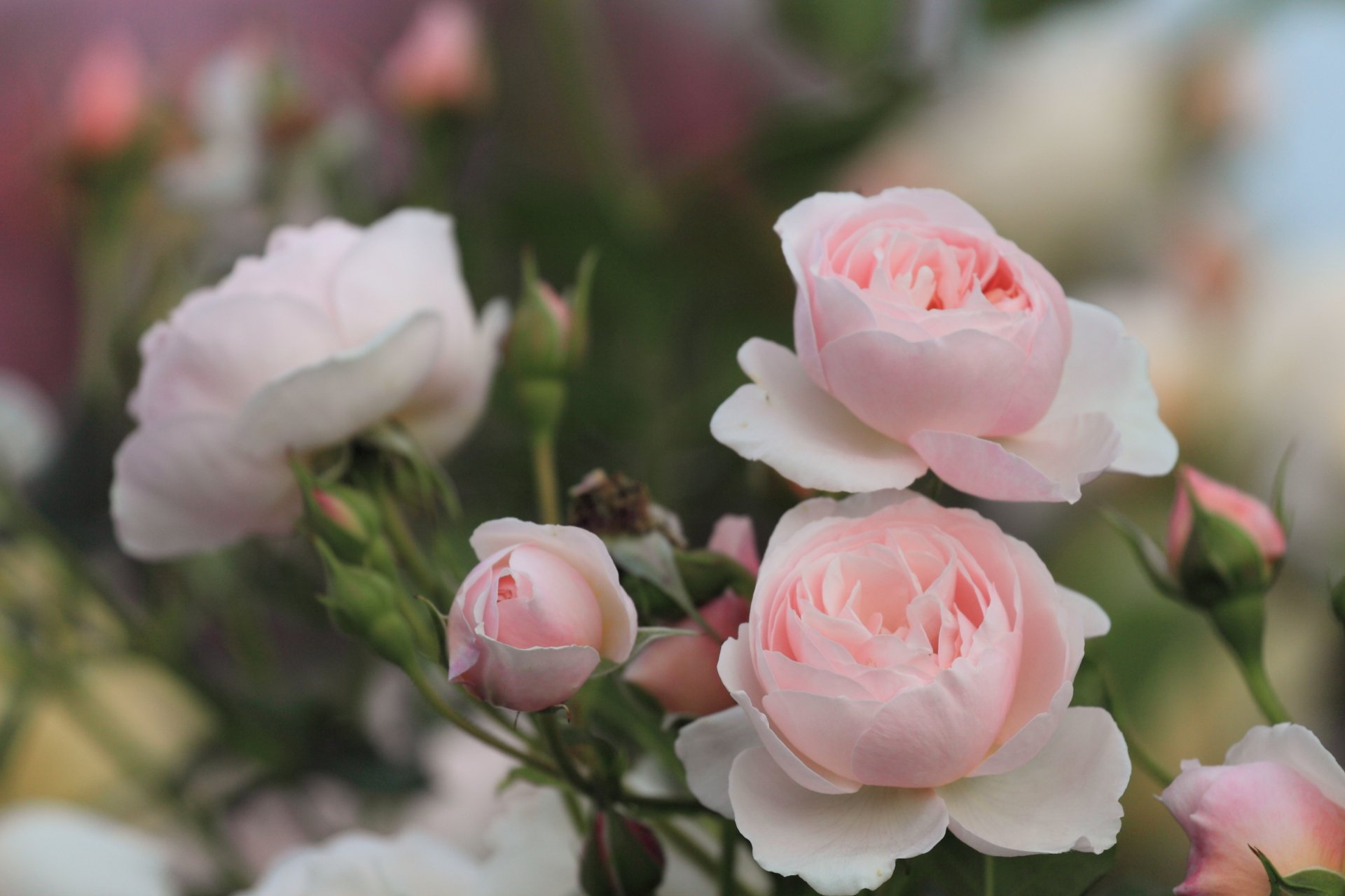 HD PC desktop wallpaper featuring delicate pale pink roses in full bloom against a soft, natural background of greenery and blurred flowers.