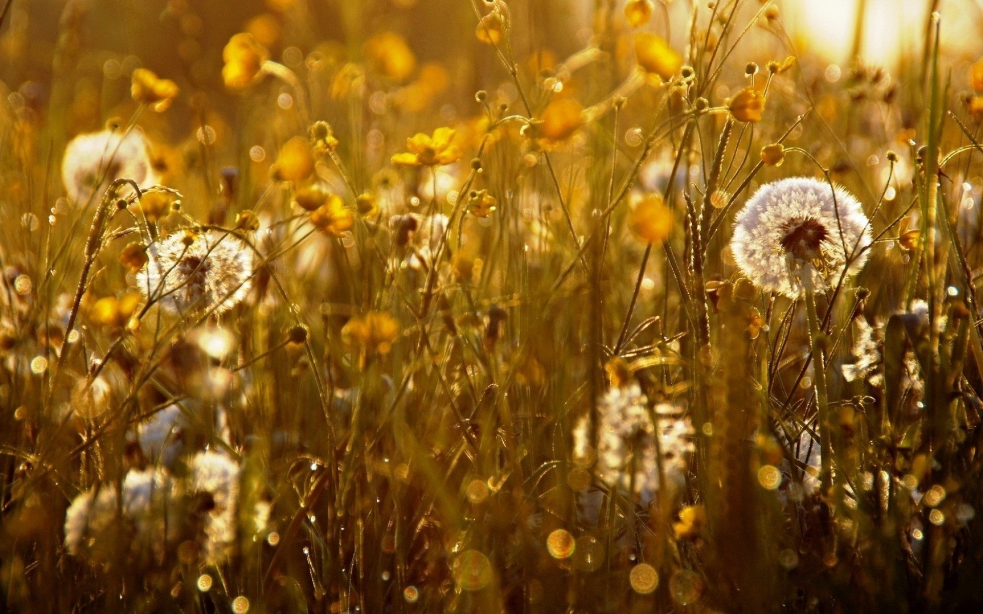 Dandelion Full HD Wallpaper and Background Image | 1920x1200 | ID:373777