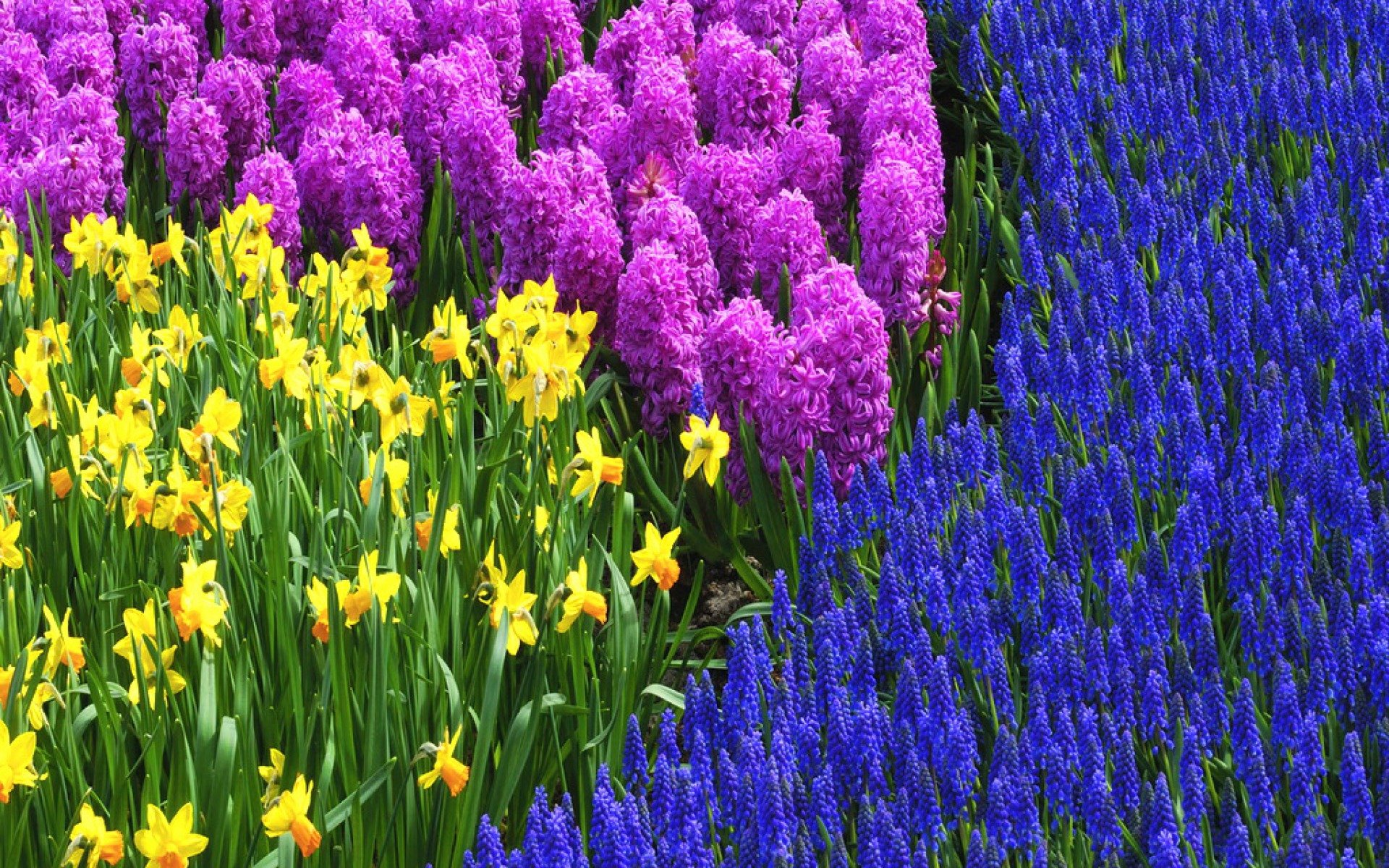 Hyacinth & Daffodil Meadow — HD Nature Wallpaper