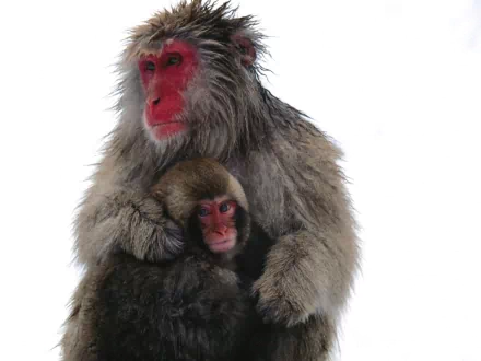 Animal Japanese macaque snow monkey HD Desktop Wallpaper | Background Image