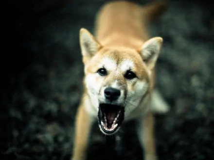 HD PC desktop wallpaper featuring a close-up of a Shiba Inu with its mouth open against a blurred natural background.