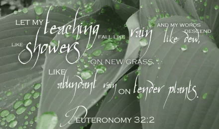 A serene HD wallpaper featuring a biblical quote from Deuteronomy 32:2, showcasing the beauty of nature with raindrops on green leaves, expressing the nurturing power of teaching.