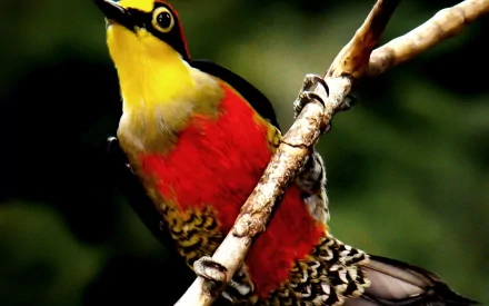 yellow-fronted woodpecker bird Animal woodpecker HD Desktop Wallpaper | Background Image