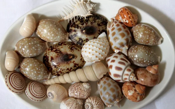 nature shell HD Desktop Wallpaper | Background Image