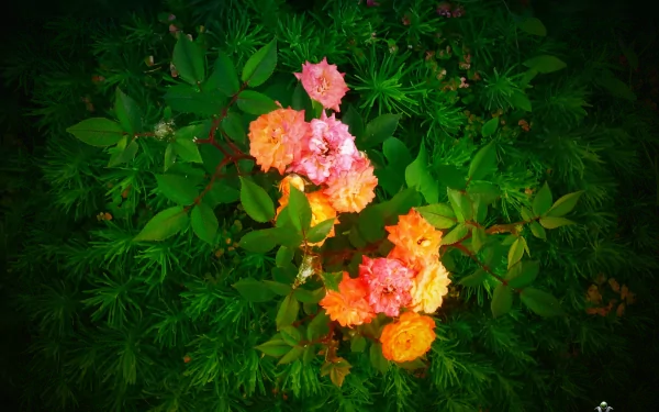 HD PC desktop wallpaper featuring a vibrant rose bush with pink and orange flowers surrounded by lush green foliage in a natural setting.