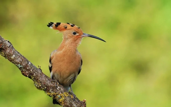 HD desktop wallpaper featuring a hoopoe bird perched on a branch against a blurred green background.