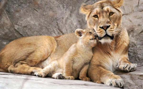 HD PC desktop wallpaper showing a lioness lying beside her playful lion cub against a rocky background.