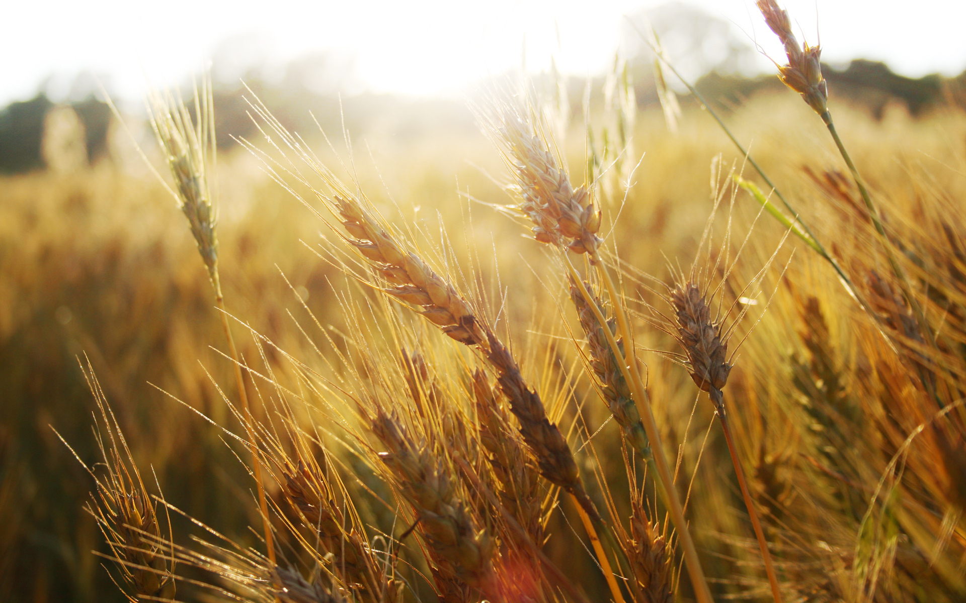 Wheat Full Hd Wallpaper And Background Image 1920x1200 Id374136