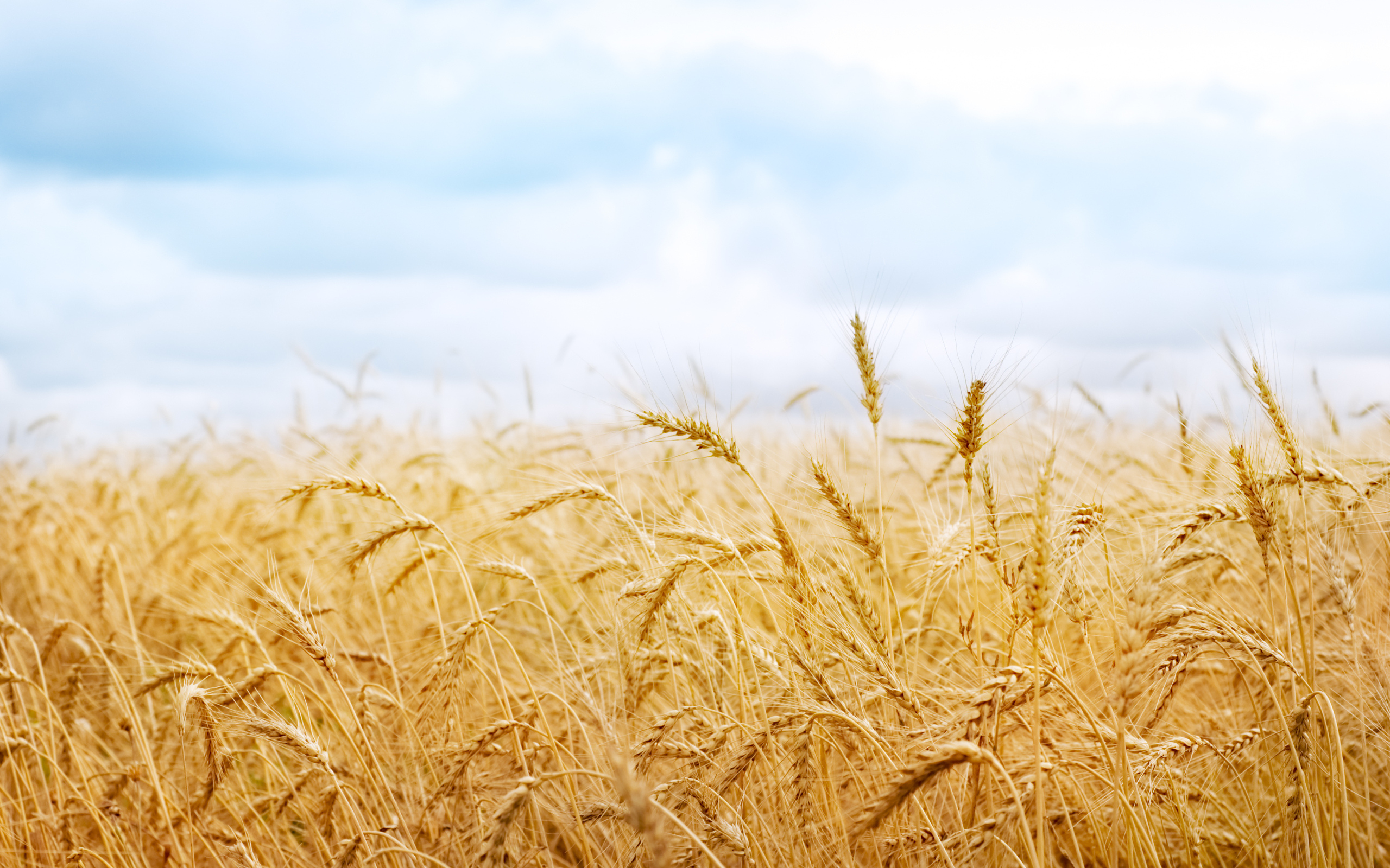 Wheat Full Hd Wallpaper And Background Image 2560x1600 Id374141