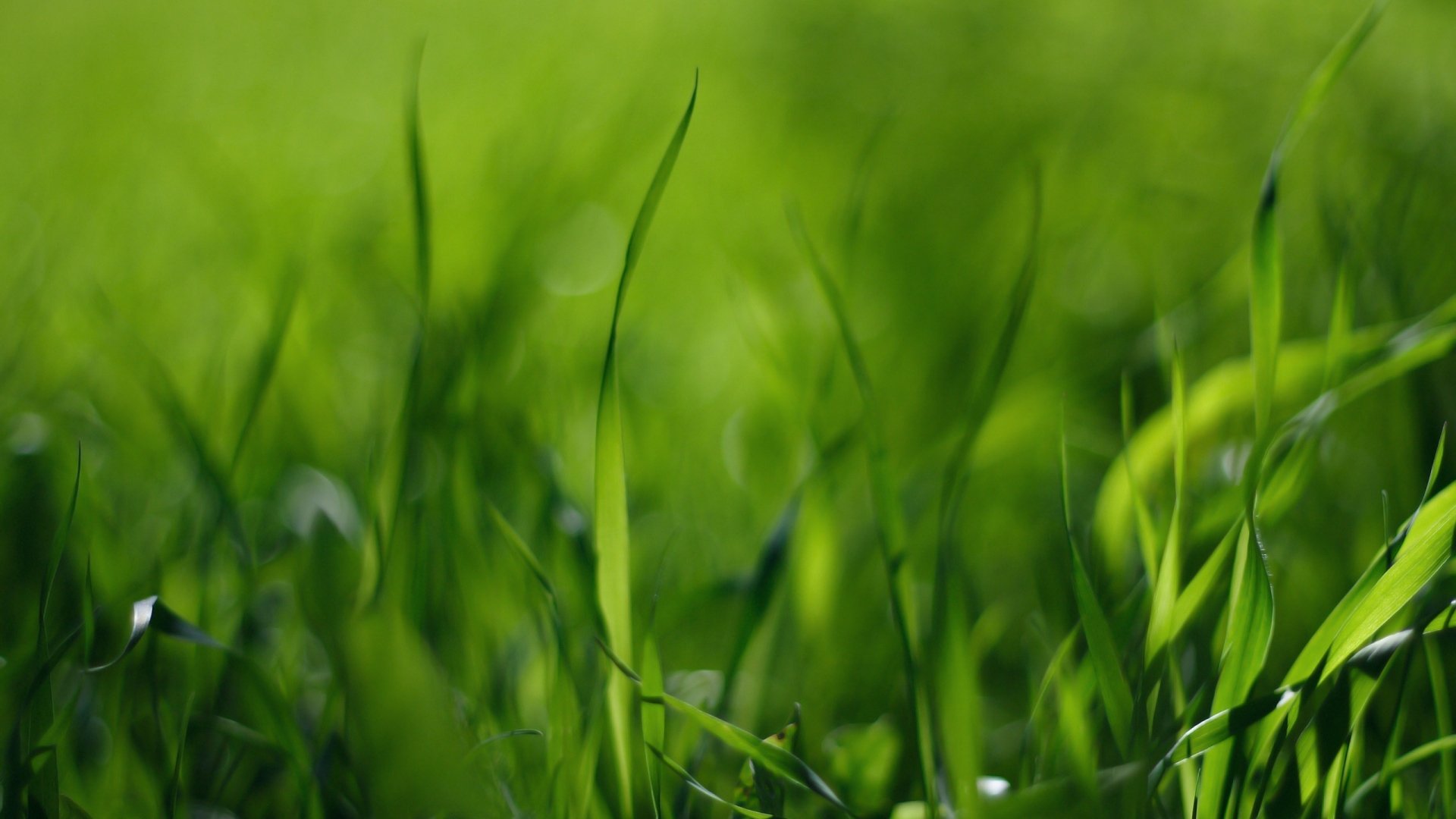Close-up of vibrant green grass blades with soft bokeh, nature scene — 2K Quad HD PC desktop wallpaper and background