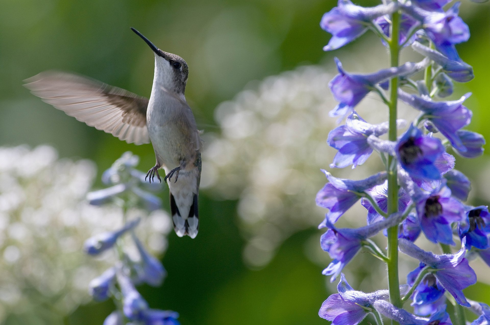 A hummingbird hovers near purple flowers against a blurred green background in this sharp 4K Ultra HD desktop wallpaper.