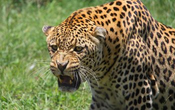 Download Purring Leopard Wallpaper