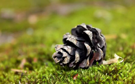 Close-up of a pine cone resting on green moss, nature scene rendered as a 2K Quad HD PC desktop wallpaper and background.