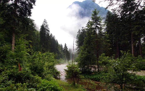 HD nature landscape featuring a misty forest with tall trees and a mountain backdrop, captured in vivid detail for a serene PC desktop wallpaper.