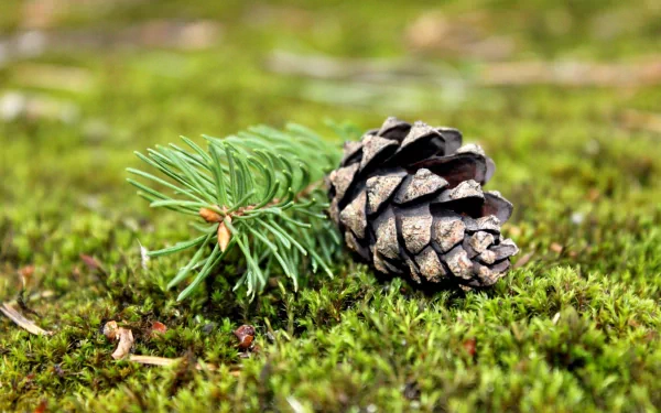 2K Quad HD PC desktop wallpaper and background: close-up of a pine cone and spruce sprig resting on vibrant green moss, nature scene.