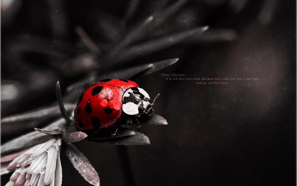 Misc Quote Ladybug Bug Nature Red HD Wallpaper | Background Image