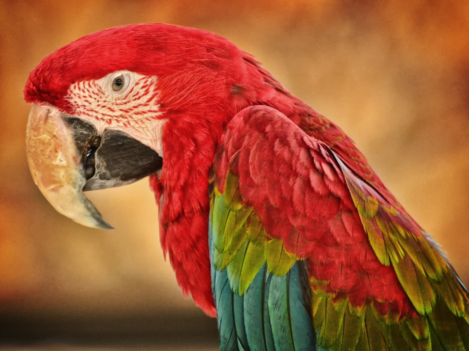 HD desktop wallpaper of a red-and-green macaw in profile, vibrant red, green and blue feathers against a warm, softly blurred background.