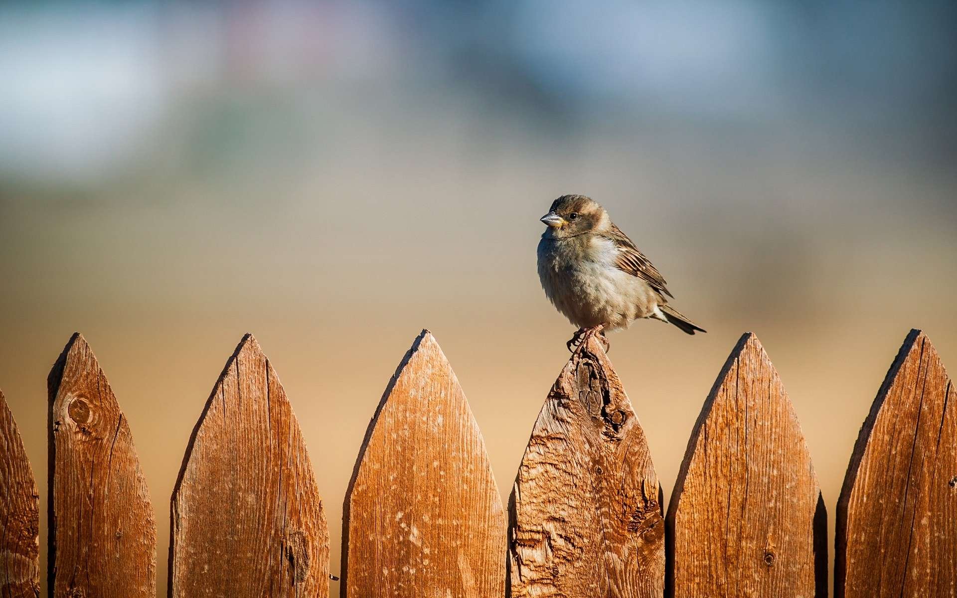 HD PC desktop wallpaper showing a sparrow perched on a weathered wooden fence with a softly blurred background.