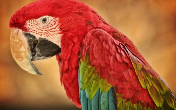 HD desktop wallpaper of a red-and-green macaw in profile, vibrant red, green and blue feathers against a warm, softly blurred background.