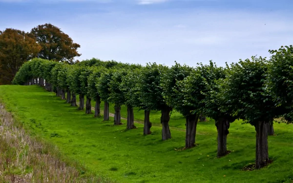 man made vineyard HD Desktop Wallpaper | Background Image